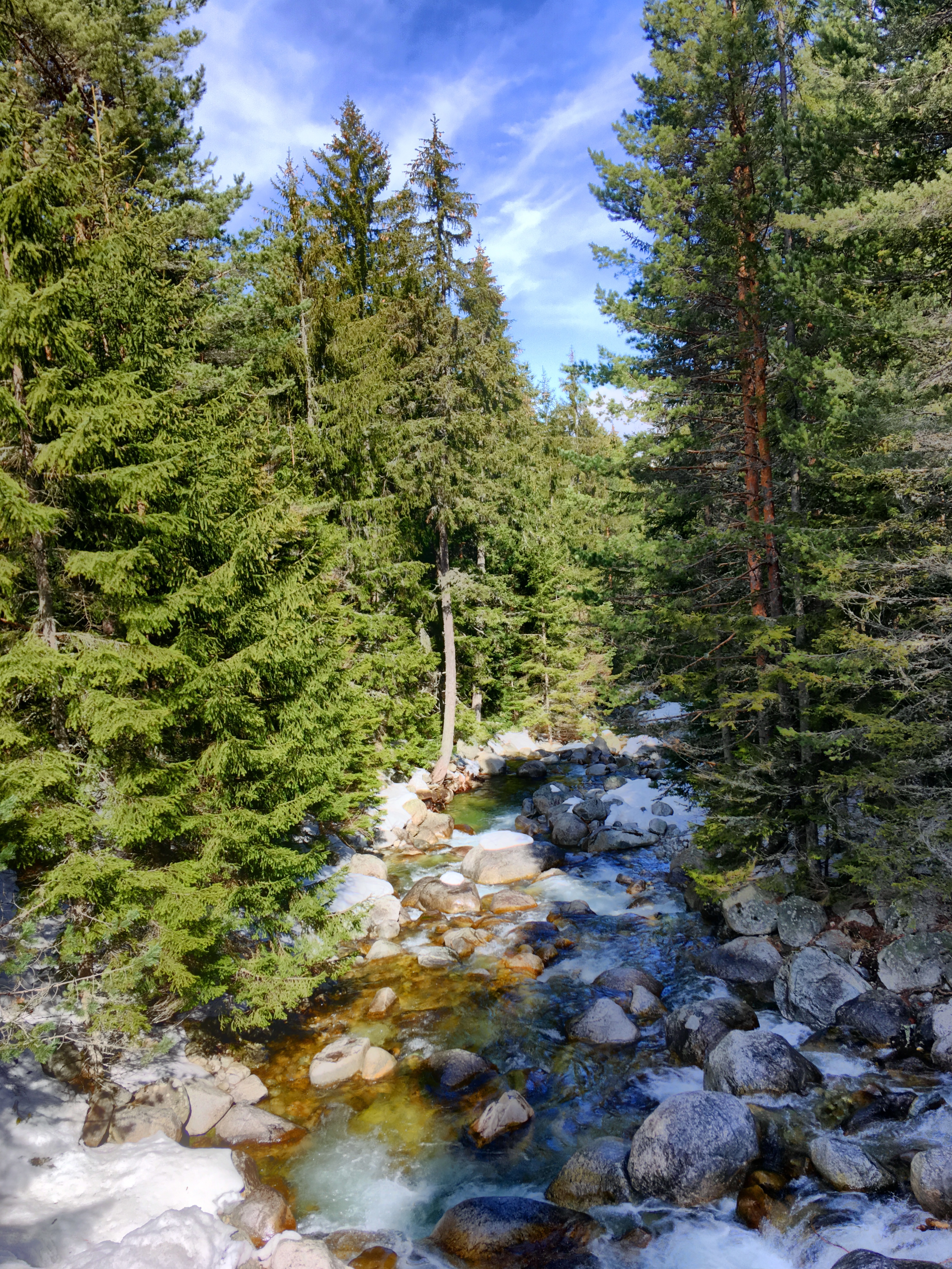 The Forest on Pirin Mountain 